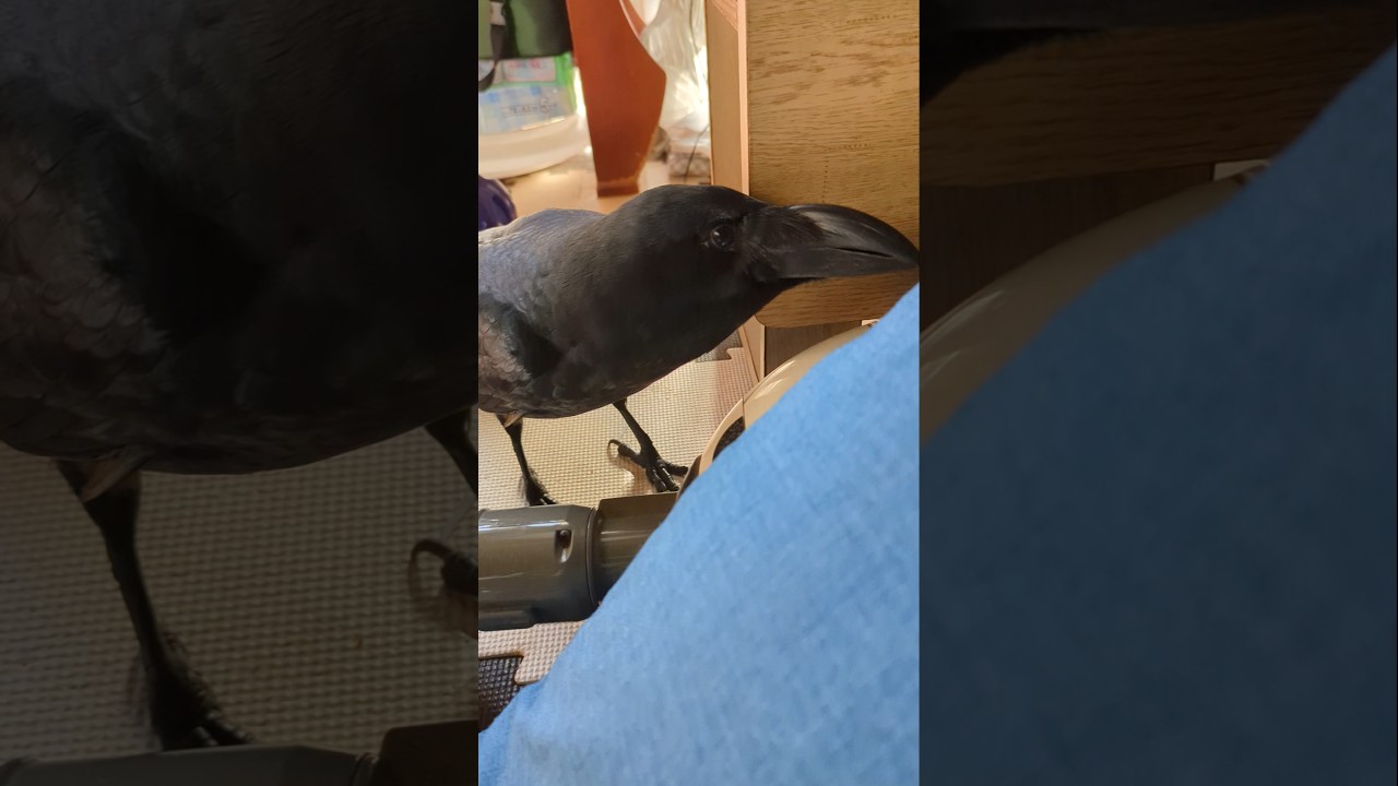 令和を叫び掃除機を調べぐぅぐぅするハッピー