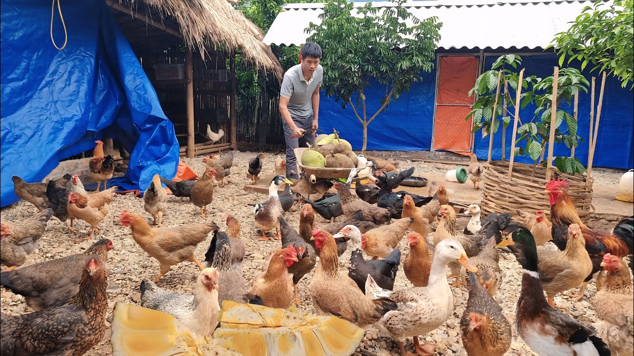 Farm Life Chronicles: Feeding Ripe Jackfruit to Chickens and Tending the Vegetable | Cuongfarmer