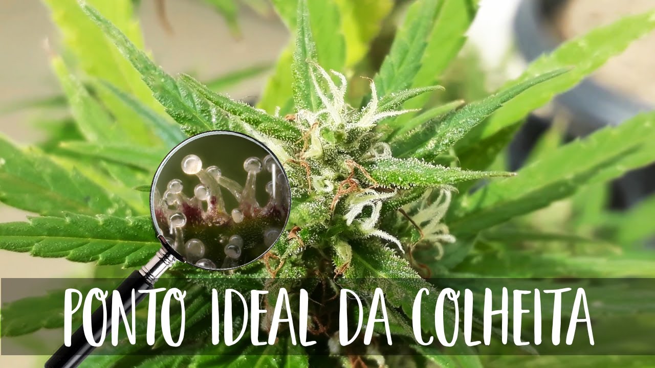 Qual é o ponto ideal para COLHER cannabis