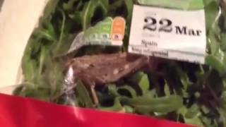 Stunned student films exotic LOCUST found crawling around in Sainsbury's rocket salad
