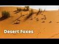 Desert Foxes