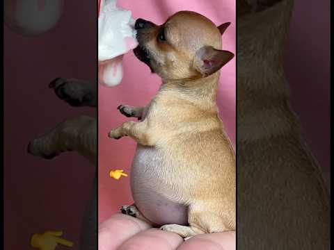 Pode dar Milkshake para cachorro?