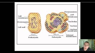 Prokaryotic vs. Eukaryotic DNA Replication