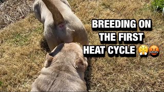 Can you BREED A FEMALE DOG on her FIRST HEAT CYCLE? 🤔🤔 | Exotic Bully | American Bully