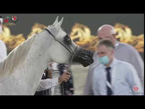 N 172 MASSA AL HAWAJER   Emirates Arabian Horse Breeders Championship 2021   Mares 4 6 Years Old Cla
