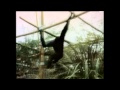 Classic Sesame Street A Gibbon Swinging