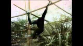 Classic Sesame Street - A Gibbon Swinging
