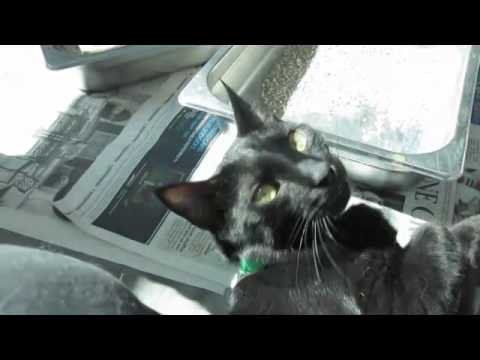 Bane-A1429791, 11 mo. male cat, bonded pair with Malak-A1398423