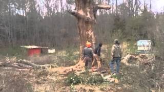 How to cut a dead hollow tree! Thomas tree service