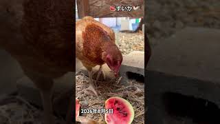 すいか （鶏たちの食事タイム）#インフレ #癒し #動物 #備蓄