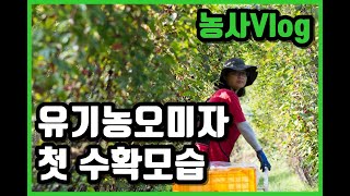 청년농부의 유기농오미자 수확 현장/시골앤팜 농사  vlog