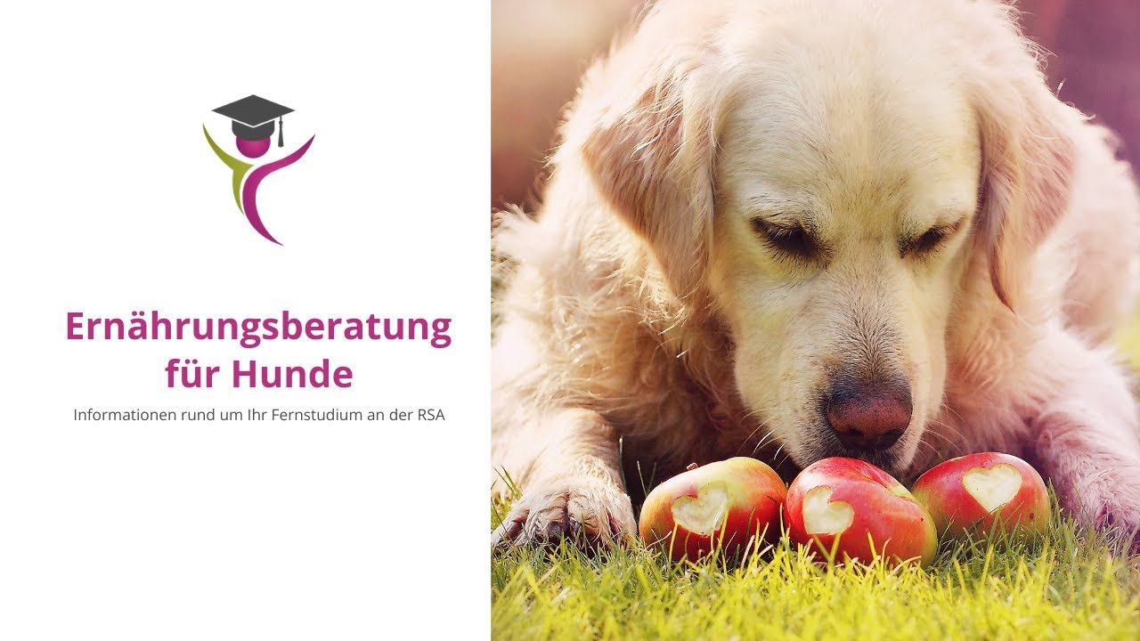 Ernährungsberatung für Hunde - Informationen rund um Ihr Fernstudium an der RSA