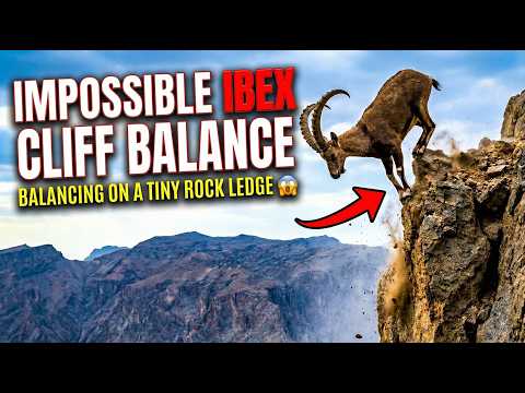 Impossible Ibex Cliff Balance | Balancing on a Tiny Rock Ledge 😱