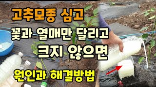 고추모종 심고 꽃과 열매만 많고 크지 않으면 원인과 해결방법 고추키우기