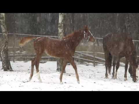 Horse in Snow - Pferde im Schnee