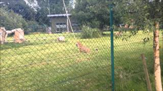 preview picture of video 'Fota Wildlife Park - Cheetah Run (Feeding)'