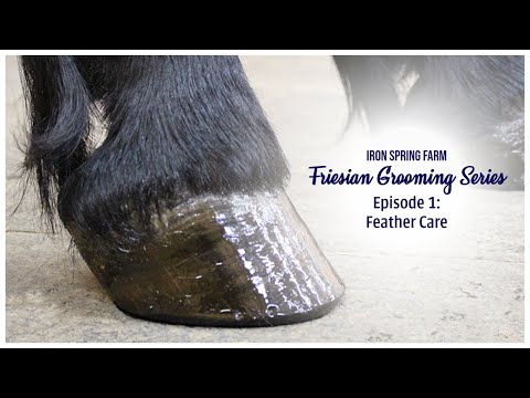 Iron Spring Farm Friesian Grooming Series: Ep. 1 Friesian Feather Care