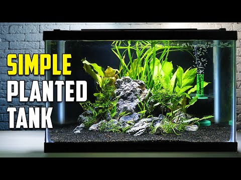 How To Build A Beautiful Planted Tank For Fish (Easy)