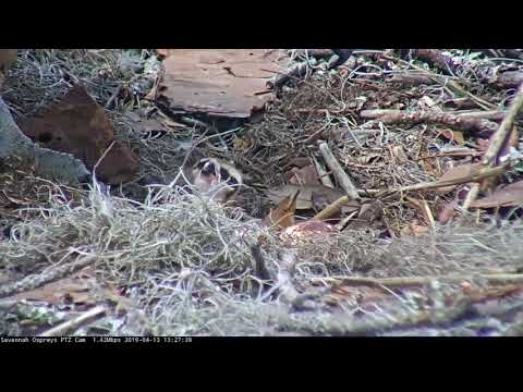 Close-up Look at Newly Hatched Osprey Nestling! Savannah Ospreys | Cornell Lab