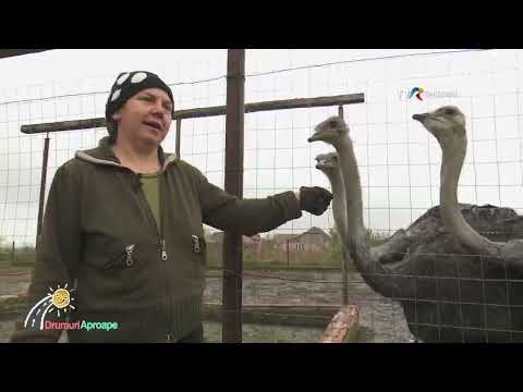 Ferma de struți de la Iohanisfeld merită vizitată #DrumuriAproape @TVRTM