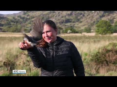 Irish Cuckoo returns to Killarney National Park