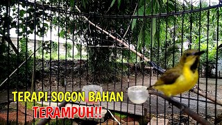 Download lagu SOGON BAHAN MANAPUN DIJAMIN LANGSUNG RESPON DAN IKUT BUNYI mp3 Download lagu SOGON BAHAN MANAPUN DIJAMIN LANGSUNG RESPON DAN IKUT BUNYI mp3