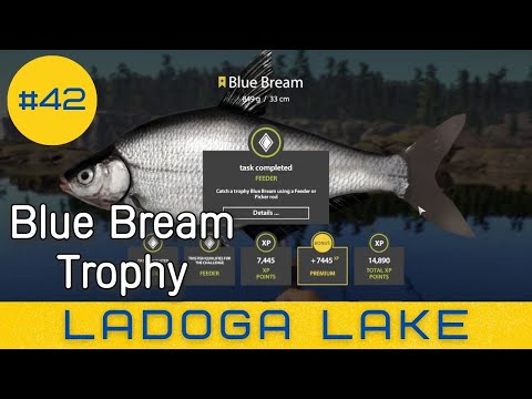 Ладожское озеро, синец трофей