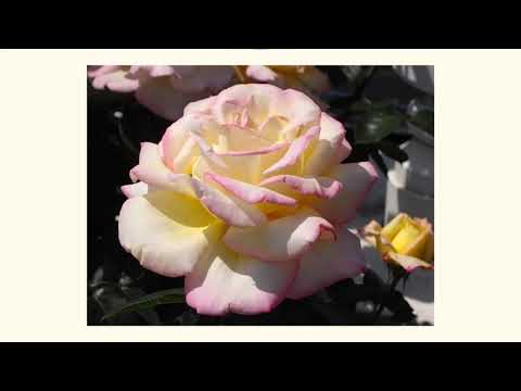 Renshukyoku103A 『美しいー別れ』