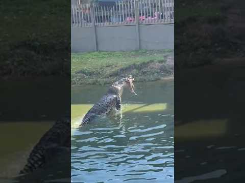 CROCS CATCHING Invasive Cold IGUANAS! #shorts