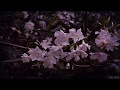 oleander mother mother lyrics