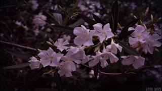 oleander mother mother lyrics