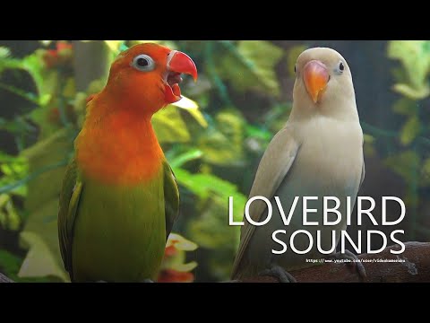 Lovebirds Sounds - Pastel White & Pastel Green - Juvenile Lovebirds