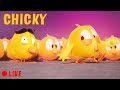 🔴 LIVE CARTOON | WHERE'S CHICKY | 🐥 Cartoon in English for Kids  | Live Stream