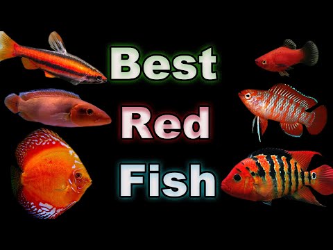 The Best Red Fish Options for Your Aquarium - We Have Something For Every Size Tank!