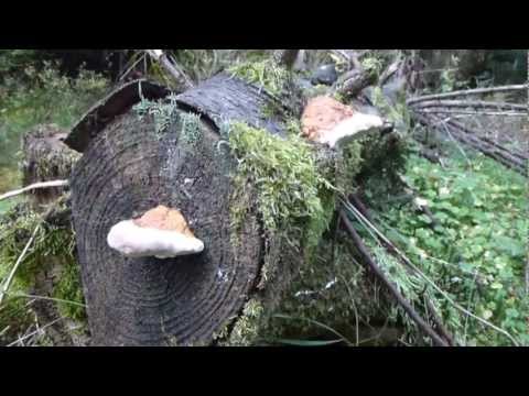 Wandern im Harz - Herbstwanderung ( Torfhaus - Molkenhaus - Bad Harzburg )