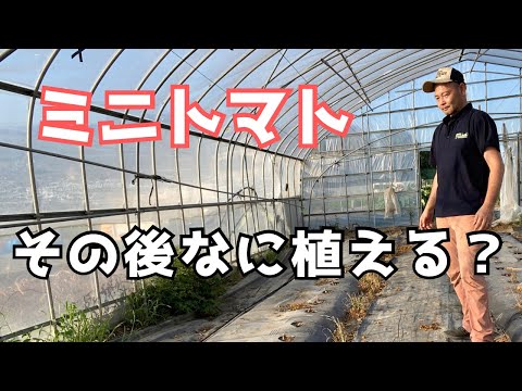 トマトの隣に植えてはいけない野菜は何ですか?これらは、絶対に避けるべき最悪の関連付け 6 つです。  庭園