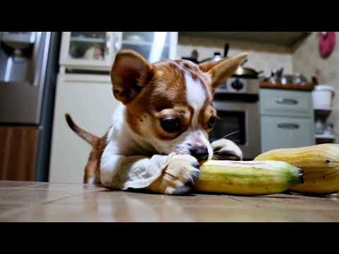 The Great Furry Bake Off #heartwarming #love #cat