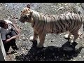 White tiger killed a man -  Full Original Video by GOTVNEWS