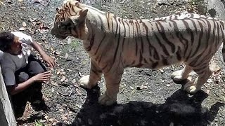 White tiger killed a man -  Full Original Video by GOTVNEWS