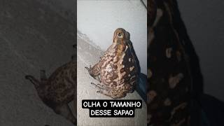SAPO CURURU ENORME