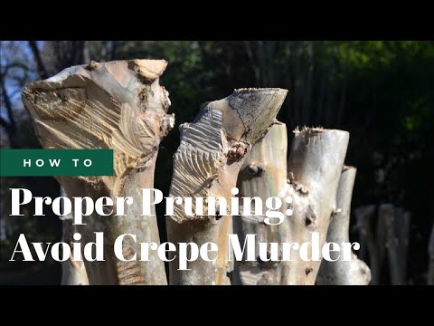 How to Prune & Trim Crepe Myrtle Trees | Fairview Garden Center