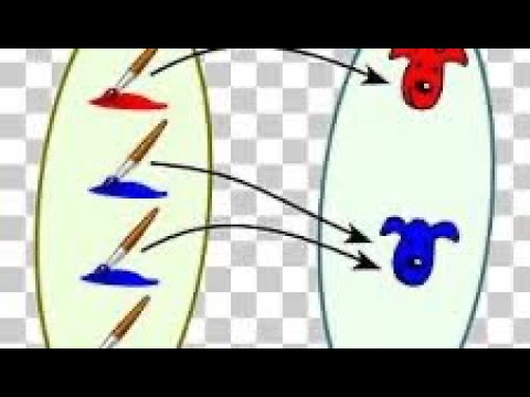 Mulțimi finite.Cardinalul mulțimii.Multimi infinite.Lectia 103.Cl.6-a. Matematica cu Griculus