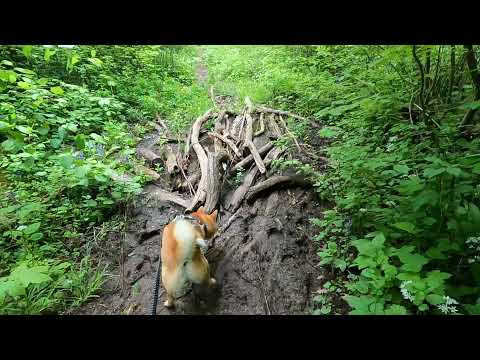 Mit Yoshi on Tour - Gassi im Lauinger "Waihengai"