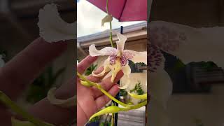 Bllra. Tahoma Glacier “Green”