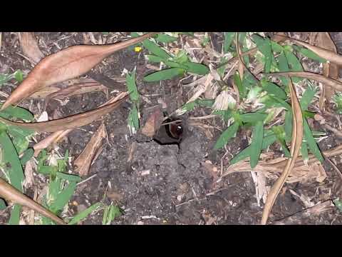 Christmas Beetle or Cicada Nymph Burrow Hole #1 (2023-01-11)