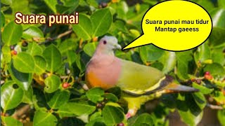 Download lagu suara pikat burung punai mau tidur paling ampuh mp3