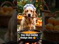 Dog Chef Making Orange Jam 🍊🐾