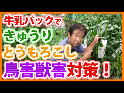 夏に果樹を昆虫や鳥から守るにはどうすればよいですか？編集者によってテストされ承認された 6 つのヒント  庭園