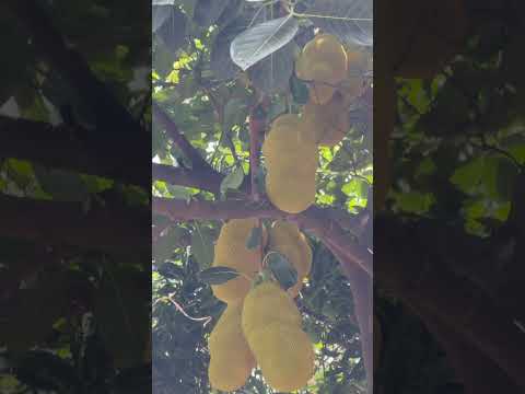 #music #song #hamsika #travel #butifyoucloseyoureyes #jackfruit #ytshorts #shorts #spedup #nature