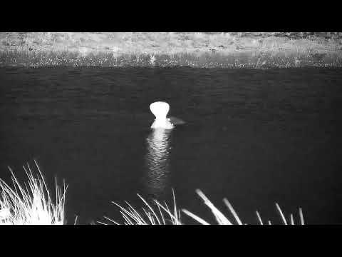 Djuma: Hippo splashing about in dam-getting ready to exit - 02:50 - 04/26/2022